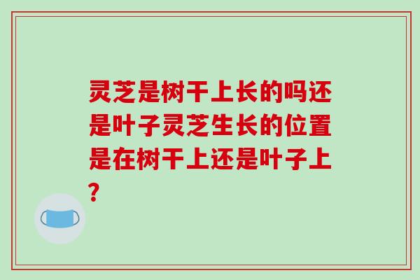 灵芝是树干上长的吗还是叶子灵芝生长的位置是在树干上还是叶子上？