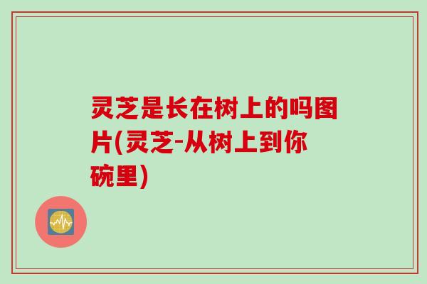 灵芝是长在树上的吗图片(灵芝-从树上到你碗里)