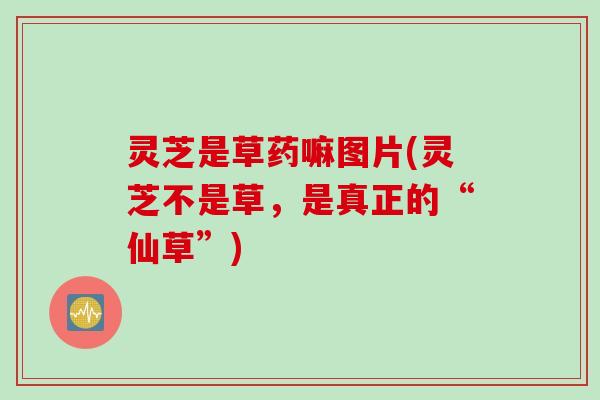 灵芝是草药嘛图片(灵芝不是草，是真正的“仙草”)