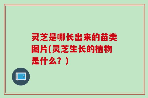 灵芝是哪长出来的苗类图片(灵芝生长的植物是什么？)