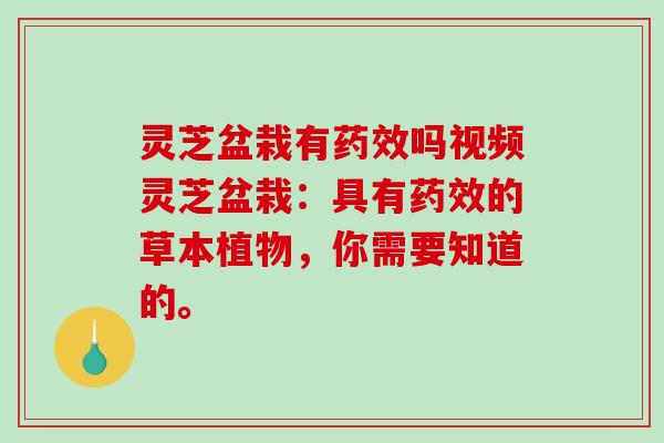灵芝盆栽有药效吗视频灵芝盆栽：具有药效的草本植物，你需要知道的。