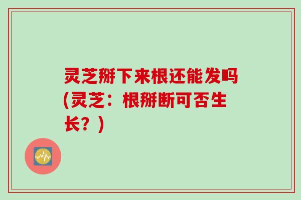 灵芝掰下来根还能发吗(灵芝：根掰断可否生长？)