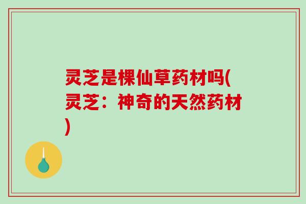 灵芝是棵仙草药材吗(灵芝：神奇的天然药材)