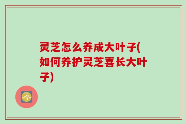 灵芝怎么养成大叶子(如何养护灵芝喜长大叶子)