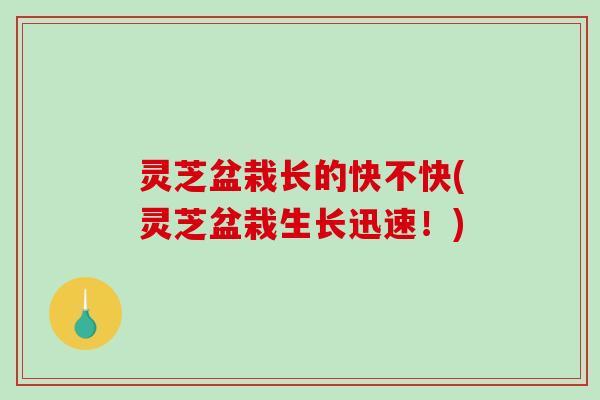 灵芝盆栽长的快不快(灵芝盆栽生长迅速！)