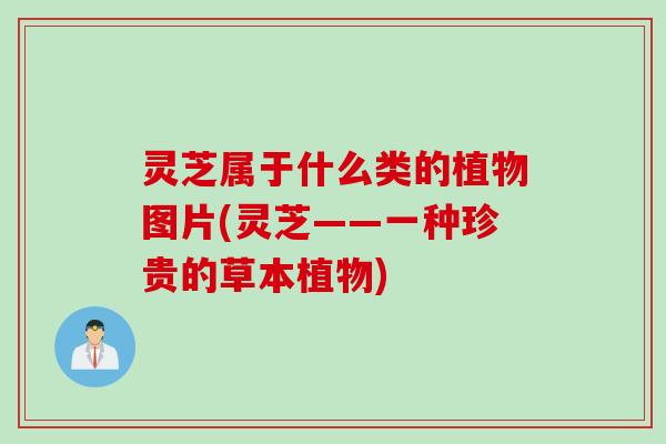 灵芝属于什么类的植物图片(灵芝——一种珍贵的草本植物)