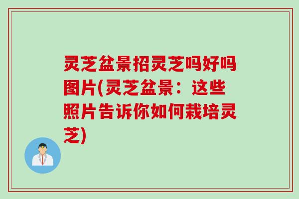 灵芝盆景招灵芝吗好吗图片(灵芝盆景：这些照片告诉你如何栽培灵芝)