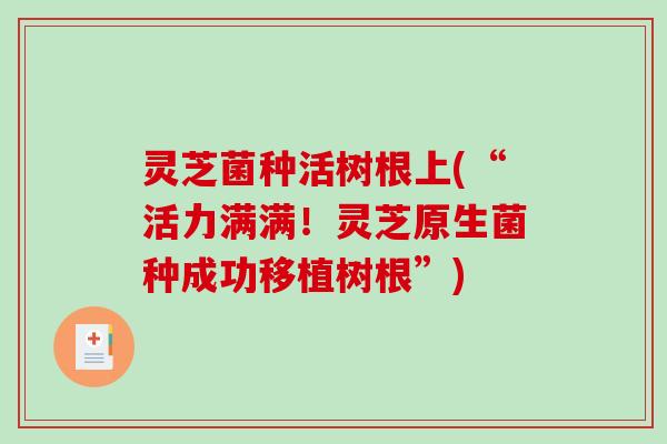 灵芝菌种活树根上(“活力满满！灵芝原生菌种成功移植树根”)