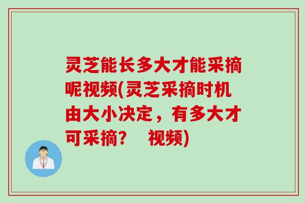 灵芝能长多大才能采摘呢视频(灵芝采摘时机由大小决定，有多大才可采摘？  视频)