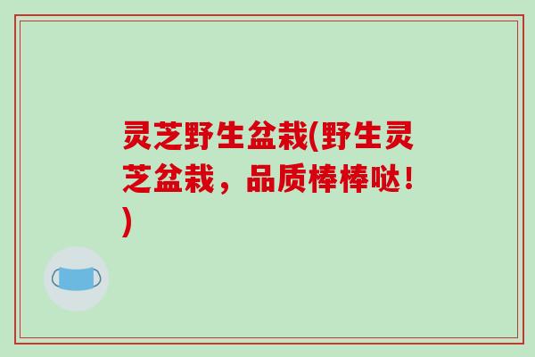 灵芝野生盆栽(野生灵芝盆栽，品质棒棒哒！)