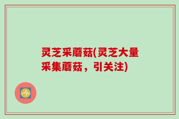 灵芝采蘑菇(灵芝大量采集蘑菇，引关注)