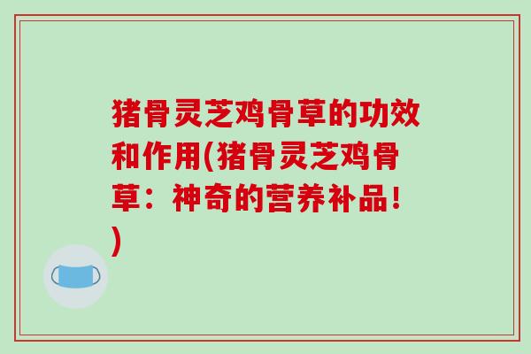 猪骨灵芝鸡骨草的功效和作用(猪骨灵芝鸡骨草：神奇的营养补品！)