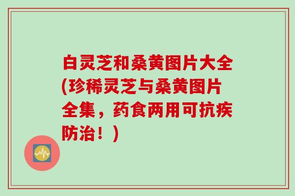 白灵芝和桑黄图片大全(珍稀灵芝与桑黄图片全集，药食两用可抗疾防治！)