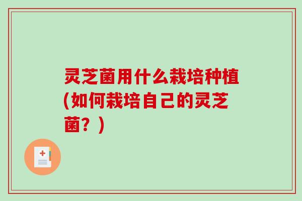 灵芝菌用什么栽培种植(如何栽培自己的灵芝菌？)
