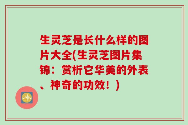 生灵芝是长什么样的图片大全(生灵芝图片集锦：赏析它华美的外表、神奇的功效！)