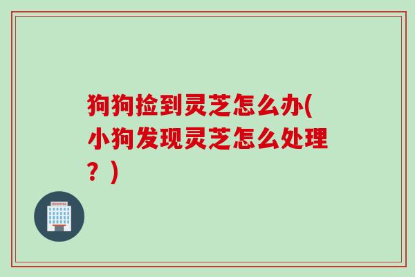 狗狗捡到灵芝怎么办(小狗发现灵芝怎么处理？)