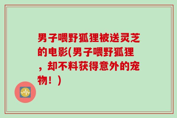 男子喂野狐狸被送灵芝的电影(男子喂野狐狸，却不料获得意外的宠物！)