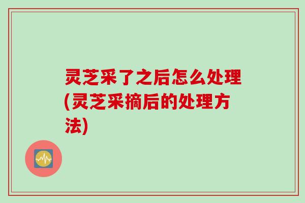 灵芝采了之后怎么处理(灵芝采摘后的处理方法)