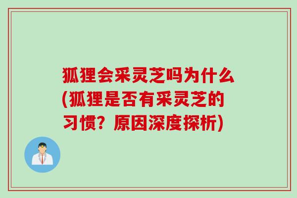 狐狸会采灵芝吗为什么(狐狸是否有采灵芝的习惯？原因深度探析)