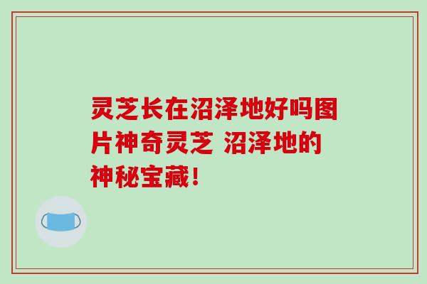 灵芝长在沼泽地好吗图片神奇灵芝 沼泽地的神秘宝藏！