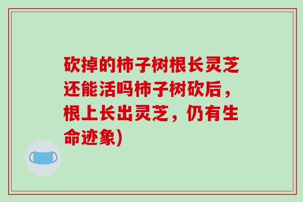 砍掉的柿子树根长灵芝还能活吗柿子树砍后，根上长出灵芝，仍有生命迹象)