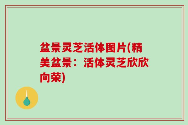 盆景灵芝活体图片(精美盆景：活体灵芝欣欣向荣)