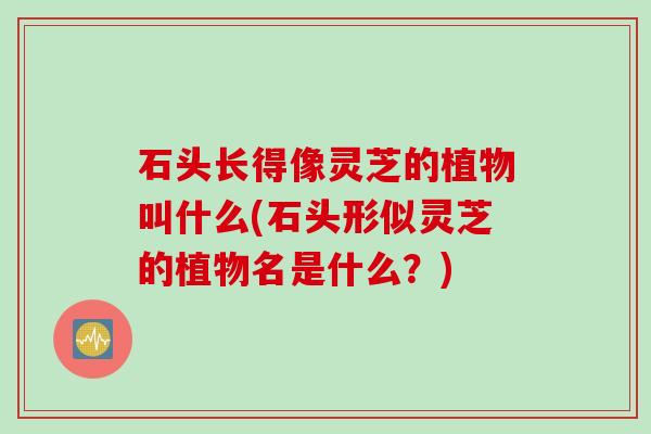 石头长得像灵芝的植物叫什么(石头形似灵芝的植物名是什么？)