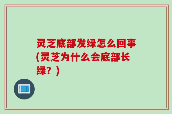 灵芝底部发绿怎么回事(灵芝为什么会底部长绿？)