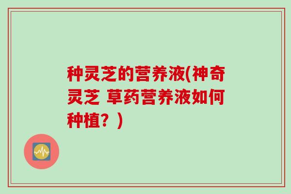 种灵芝的营养液(神奇灵芝 草药营养液如何种植？)