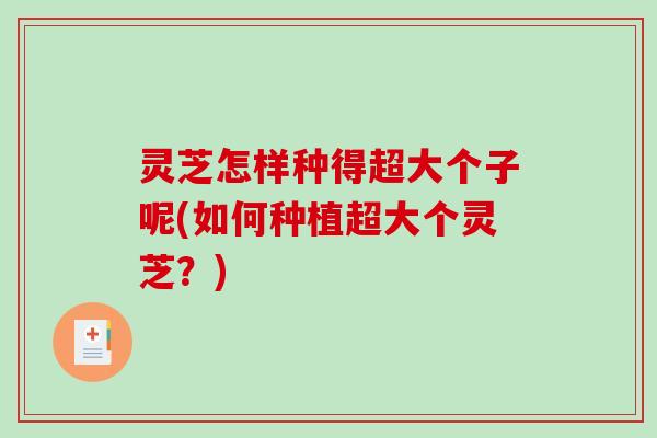 灵芝怎样种得超大个子呢(如何种植超大个灵芝？)