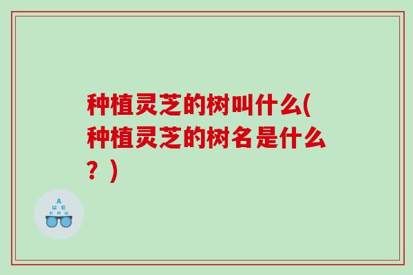 种植灵芝的树叫什么(种植灵芝的树名是什么？)