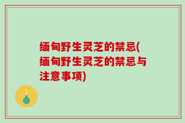 缅甸野生灵芝的禁忌(缅甸野生灵芝的禁忌与注意事项)