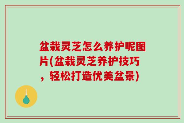 盆栽灵芝怎么养护呢图片(盆栽灵芝养护技巧，轻松打造优美盆景)