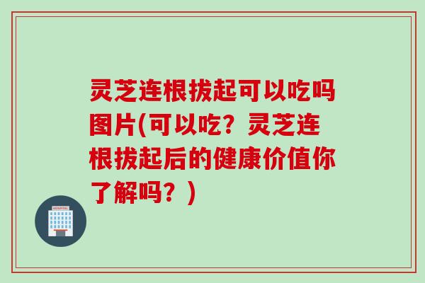 灵芝连根拔起可以吃吗图片(可以吃？灵芝连根拔起后的健康价值你了解吗？)