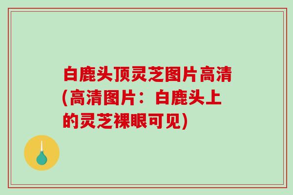 白鹿头顶灵芝图片高清(高清图片：白鹿头上的灵芝裸眼可见)