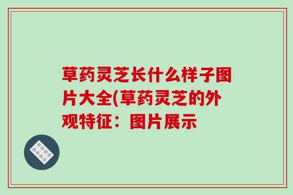 草药灵芝长什么样子图片大全(草药灵芝的外观特征：图片展示