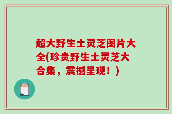 超大野生土灵芝图片大全(珍贵野生土灵芝大合集，震撼呈现！)