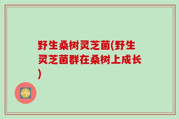 野生桑树灵芝菌(野生灵芝菌群在桑树上成长)