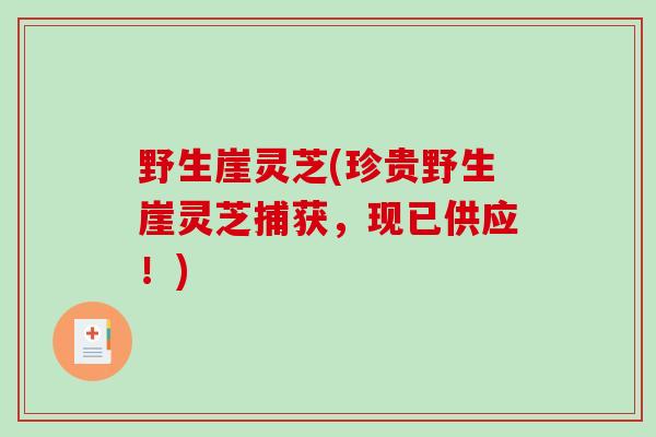 野生崖灵芝(珍贵野生崖灵芝捕获，现已供应！)