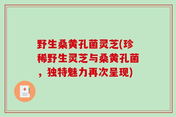 野生桑黄孔菌灵芝(珍稀野生灵芝与桑黄孔菌，独特魅力再次呈现)