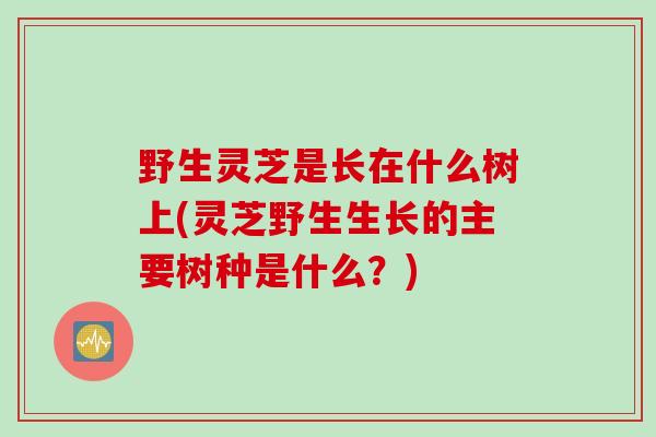 野生灵芝是长在什么树上(灵芝野生生长的主要树种是什么？)