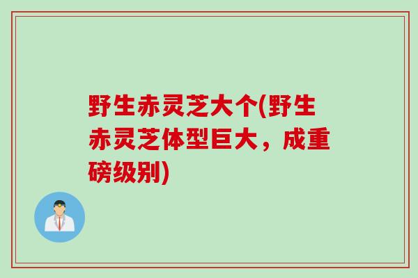 野生赤灵芝大个(野生赤灵芝体型巨大，成重磅级别)