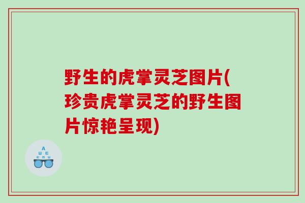 野生的虎掌灵芝图片(珍贵虎掌灵芝的野生图片惊艳呈现)
