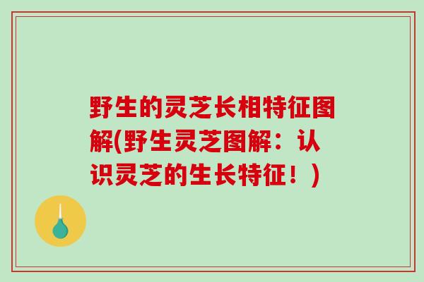 野生的灵芝长相特征图解(野生灵芝图解：认识灵芝的生长特征！)