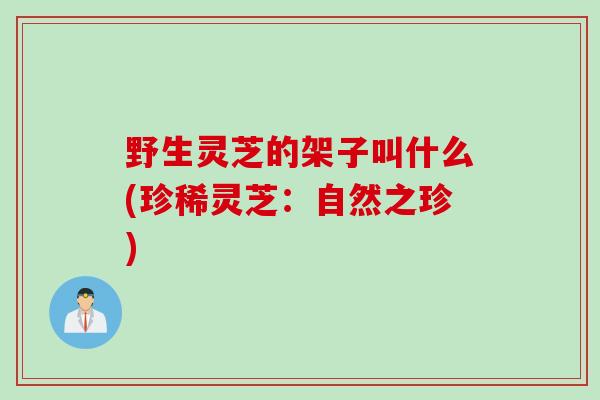 野生灵芝的架子叫什么(珍稀灵芝：自然之珍)