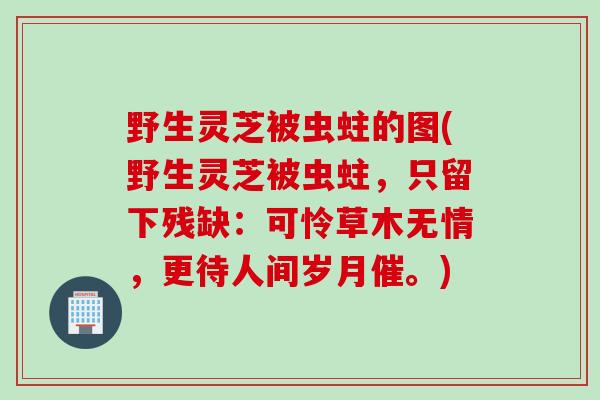 野生灵芝被虫蛀的图(野生灵芝被虫蛀，只留下残缺：可怜草木无情，更待人间岁月催。)