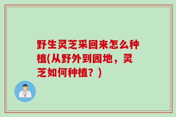 野生灵芝采回来怎么种植(从野外到园地，灵芝如何种植？)