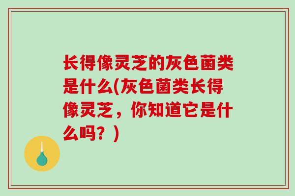 长得像灵芝的灰色菌类是什么(灰色菌类长得像灵芝，你知道它是什么吗？)