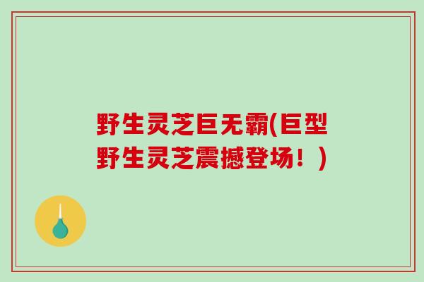 野生灵芝巨无霸(巨型野生灵芝震撼登场！)