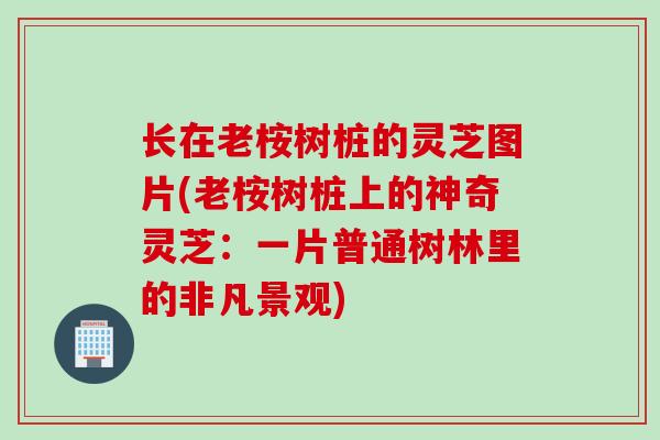 长在老桉树桩的灵芝图片(老桉树桩上的神奇灵芝：一片普通树林里的非凡景观)